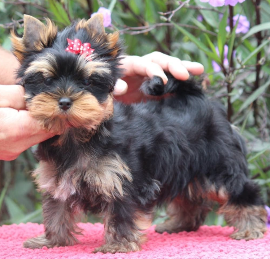 Los Yorkshire terriers, o Yorkies, son una raza pequeña y enérgica creada originalmente para cazar ratas. Estos perros tienen personalidades luchadoras y son increíblemente leales a sus humanos. Su pequeña estatura los hace ideales para vivir en apartamentos y un compañero para toda la familia. Conocidos como perros grandes en un cuerpo de perro pequeño, los Yorkies no dudarán en ladrar o resistir la vista de nuevas personas o animales.