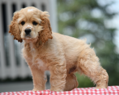 (Cash, MÄNNLICH) Cocker Spaniel Welpen zu verkaufen – Bild 3