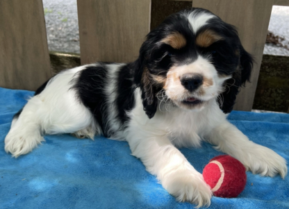 (Eliza, WEIBLICH)  Cocker Spaniel Welpen zu verkaufen – Bild 3