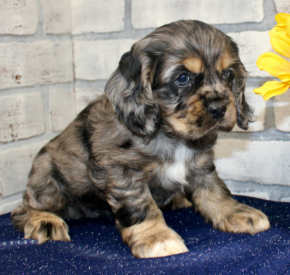 (Candy, WEIBLICH)  Cocker Spaniel Welpen zu verkaufen