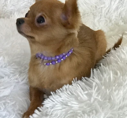 (Teddy, MÄNNLICH) Lange Haare Chihuahua Welpen zu verkaufen – Bild 3