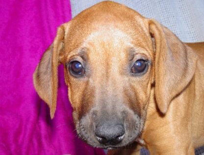 (Victore, MÄNNLICH) Rhodesian Ridgeback Welpen kaufen – Bild 2