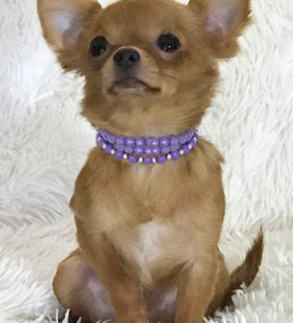 (Teddy, MÄNNLICH) Lange Haare Chihuahua Welpen zu verkaufen