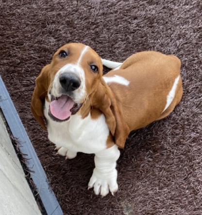 (Nala, WEIBLICH)  Basset Hound Welpen zu verkaufen