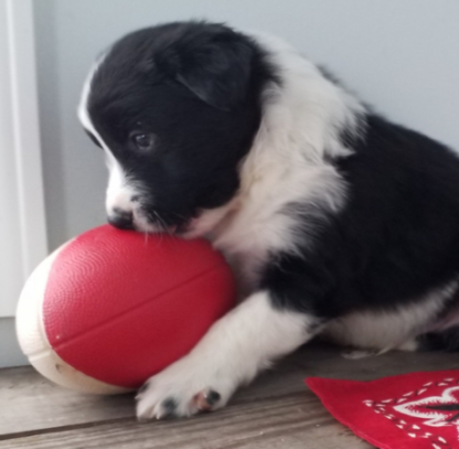 (Pahl, Männlich)  Border Collie Welpen zu verkaufen