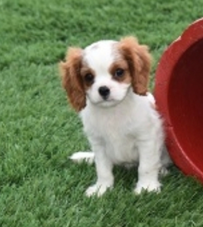 (Reese, Männlich)Cavalier King Charles Spaniel Welpen zu verkaufen