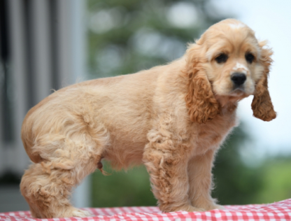 (Cash, MÄNNLICH) Cocker Spaniel Welpen zu verkaufen