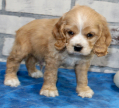 (Hambone, MÄNNLICH) Cocker Spaniel Welpen zu verkaufen – Bild 3