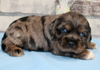 (Candy, WEIBLICH)  Cocker Spaniel Welpen zu verkaufen – Bild 2