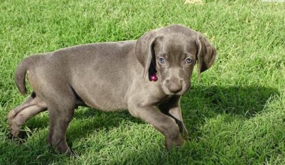 (NATAN, MÄNNLICH) Weimaraner Welpen zu verkaufen