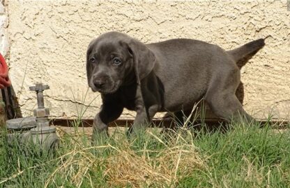 (RITA, WEIBLICH)  Weimaraner Welpen zu verkaufen