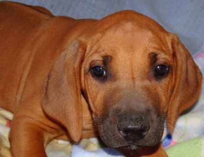 (Victore, MÄNNLICH) Rhodesian Ridgeback Welpen kaufen – Bild 3