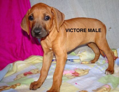 (Victore, MÄNNLICH) Rhodesian Ridgeback Welpen kaufen – Bild 4