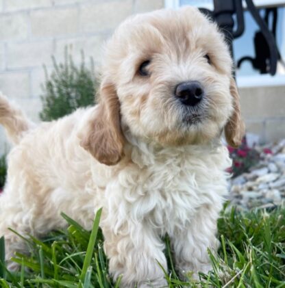 (Dawn, WEIBLICH) Mini Goldendoodle  Welpen zu verkaufen – Bild 3