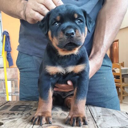 ( Machin, Männlich)Rottweiler Welpen zu verkaufen