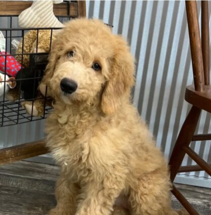 (Molly, MÄNNLICH) Standard Goldendoodle Welpen zu verkaufen – Bild 3