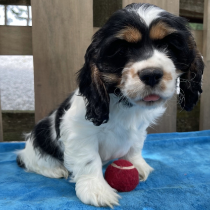 (Eliza, WEIBLICH)  Cocker Spaniel Welpen zu verkaufen