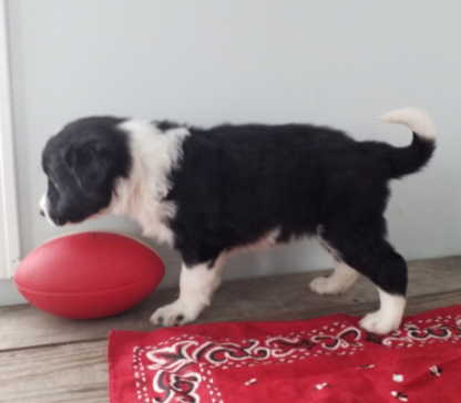 (Pahl, Männlich)  Border Collie Welpen zu verkaufen – Bild 2