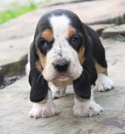 (Maggie, WEIBLICH)  Basset Hound Welpen zu verkaufen – Bild 3