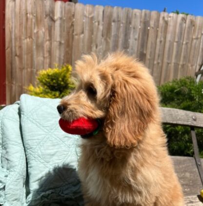 (Ivory, WEIBLICH) Standard Goldendoodle Welpen zu verkaufen