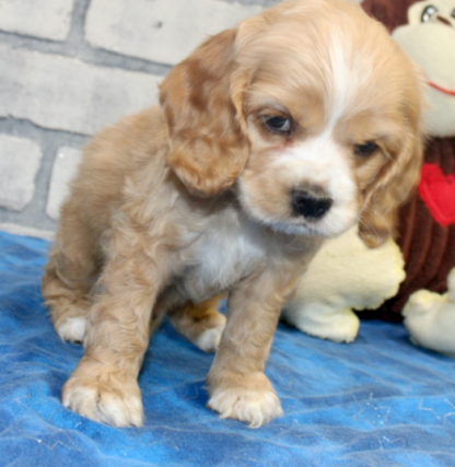 (Hambone, MÄNNLICH) Cocker Spaniel Welpen zu verkaufen