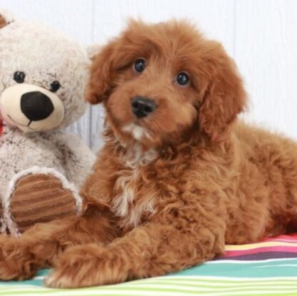 (FALLON, MÄNNLICH) Standard Goldendoodle Welpen zu verkaufen – Bild 3