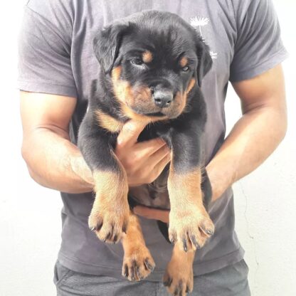 ( Machin, Männlich)Rottweiler Welpen zu verkaufen – Bild 2