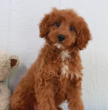 (FALLON, MÄNNLICH) Standard Goldendoodle Welpen zu verkaufen