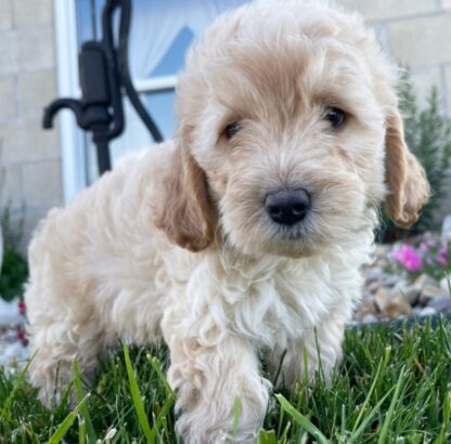 (Dawn, WEIBLICH) Mini Goldendoodle  Welpen zu verkaufen