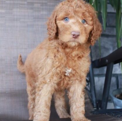 (Sabrina, WEIBLICH) Standard Goldendoodle Welpen zu verkaufen – Bild 2