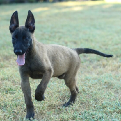 (Axle, Männlich) Malinois Welpen kaufen – Bild 3