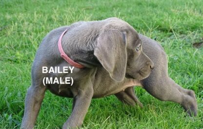 (BAILEY , MÄNNLICH) Weimaraner Welpen zu verkaufen – Bild 3