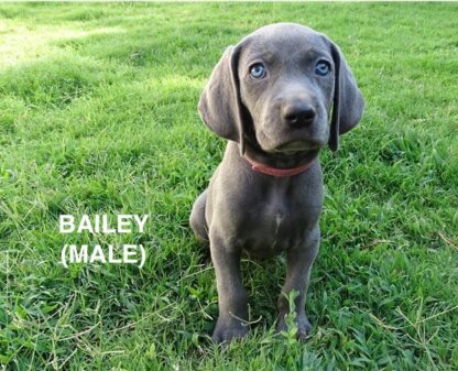 (BAILEY , MÄNNLICH) Weimaraner Welpen zu verkaufen – Bild 4