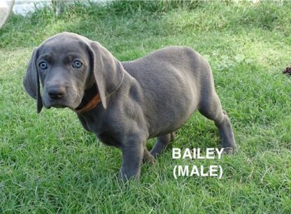 (BAILEY , MÄNNLICH) Weimaraner Welpen zu verkaufen – Bild 2