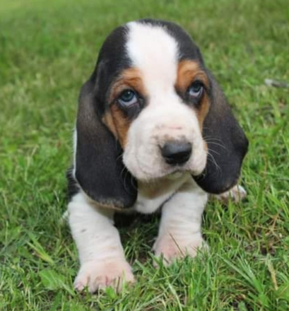 (Banjo, MÄNNLICH) Basset Hound Welpen zu verkaufen