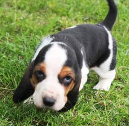 (Banjo, MÄNNLICH) Basset Hound Welpen zu verkaufen – Bild 2