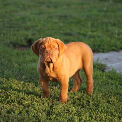 (CIndy , Weiblich) Bordeauxdogge Welpen kaufen