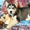 (CRYSTAL, Weiblich ) Siberian Husky Welpen zu verkaufen