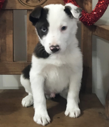 (Sam, Männlich)  Border Collie Welpen zu verkaufen