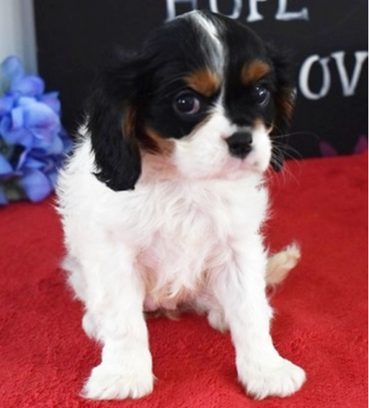 (Glory, Weiblich)Cavalier King Charles Spaniel Welpen zu verkaufen