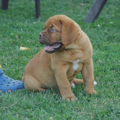 (Ivar, Männlich) Bordeauxdogge Welpen kaufen – Bild 2