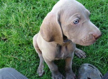 (KHAN, MÄNNLICH) Weimaraner Welpen zu verkaufen