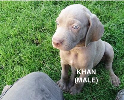 (KHAN, MÄNNLICH) Weimaraner Welpen zu verkaufen – Bild 5