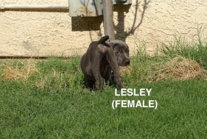 (LESLEY, WEIBLICH)  Weimaraner Welpen zu verkaufen – Bild 4