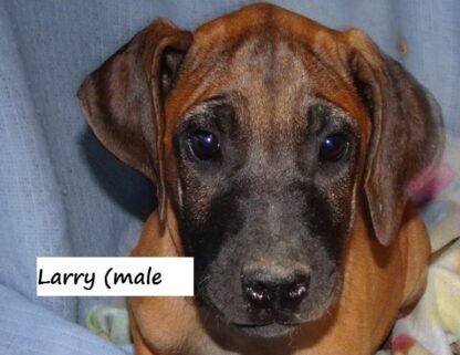 (Larry, MÄNNLICH) Rhodesian Ridgeback Welpen kaufen – Bild 4