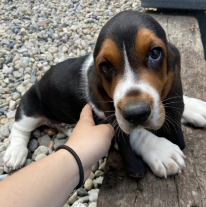 (Larry, MÄNNLICH) Basset Hound Welpen zu verkaufen