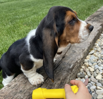 (Larry, MÄNNLICH) Basset Hound Welpen zu verkaufen – Bild 2