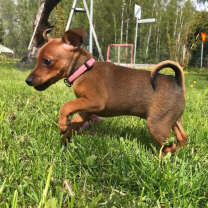 (Lili, Weiblich) Zwergpinscher Welpen kaufen – Bild 3