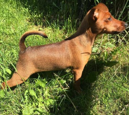 (Lili, Weiblich) Zwergpinscher Welpen kaufen – Bild 2