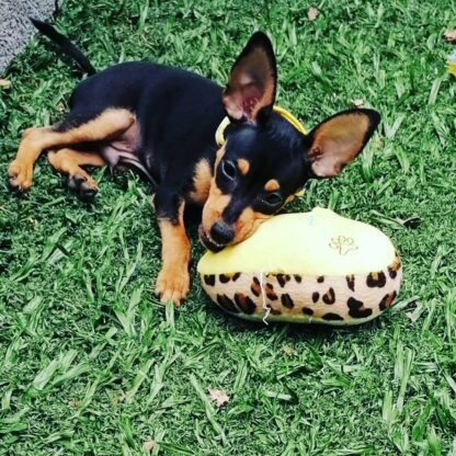 (Lolo , Weiblich) Zwergpinscher Welpen kaufen – Bild 4